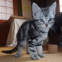 アメショーのメス2014年7月28日生まれ