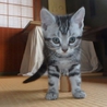 アメショーのメス2014年7月28日生まれ サムネイル2
