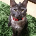 新しい家族に迎えてください！