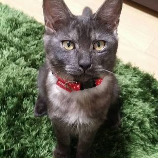新しい家族に迎えてください！
