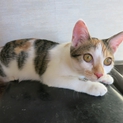 生後5ヶ月のきれいな三毛猫です。