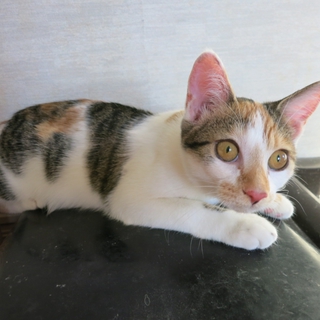 生後5ヶ月のきれいな三毛猫です。