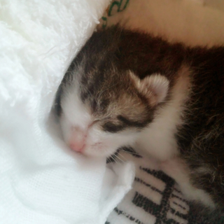 生まれたての子猫です！
