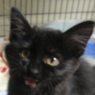 北海道 幸運を呼ぶ黒猫の鍵しっぽ、子猫です！