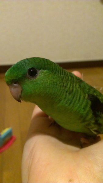 pet2014-10-07-12-501986712379.jpg