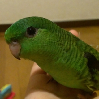 サザナミインコ　Nグリーン♂