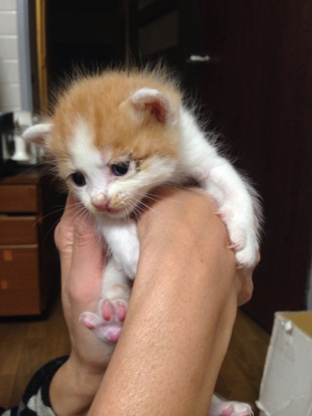 ＊補足あり。かわいい子猫達の里親様募集致します。 サムネイル2