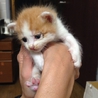 ＊補足あり。かわいい子猫達の里親様募集致します。 サムネイル2