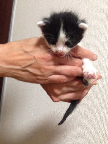 ＊補足あり。かわいい子猫達の里親様募集致します。 サムネイル3