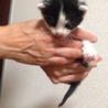＊補足あり。かわいい子猫達の里親様募集致します。 サムネイル3