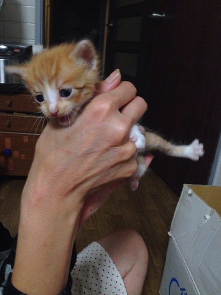 ＊補足あり。かわいい子猫達の里親様募集致します。 サムネイル4