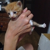 ＊補足あり。かわいい子猫達の里親様募集致します。 サムネイル4