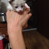 ＊補足あり。かわいい子猫達の里親様募集致します。 サムネイル5