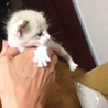 ＊補足あり。かわいい子猫達の里親様募集致します。 サムネイル7