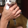 ＊補足あり。かわいい子猫達の里親様募集致します。 サムネイル6