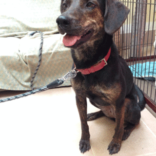 ミックス犬、３才、♀。『ミニチョコ』甘えん坊です！