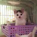 丸顔コロコロ子猫
