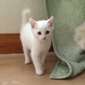丸顔、白くてふわふわ