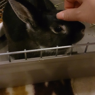 ネザーランドのミニうさぎ