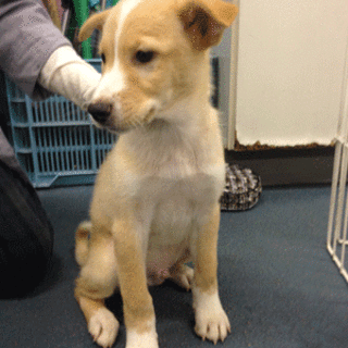 生後２ヶ月の雑種仔犬、♂。とっても人懐っこいです！