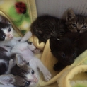 可愛い子猫ちゃんの里親さん募集です！