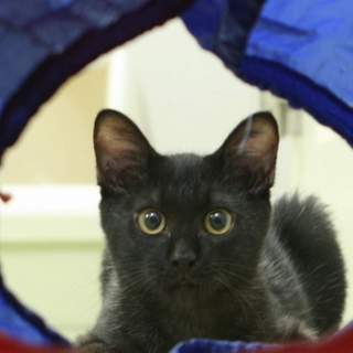 黒猫クロネコくろねこ（猫エイズキャリアです）去勢済