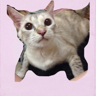 メス猫さん  2歳 避妊済み