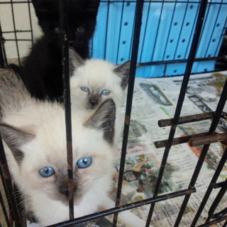 殺処分が近い子達