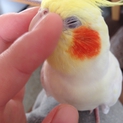 元気なオカメインコ、ルチノーの男の子！