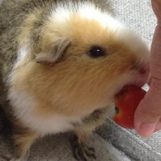 【急募】人懐っこいモルモット♂1歳半