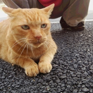 おじいちゃんですが…緊急募集です