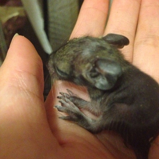 デグーの里親さんを募集します( ´ ▽ ` )ﾉ