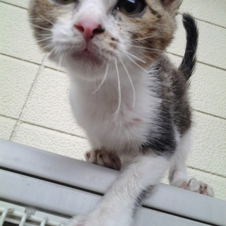 野良猫の生後3,4ヶ月くらいの子猫です