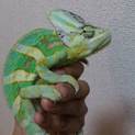 飼育経験者限定☆エボシカメレオン☆