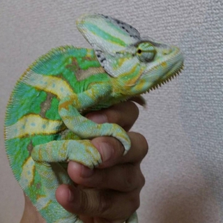 飼育経験者限定☆エボシカメレオン☆
