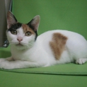きれいな三毛猫の女の子