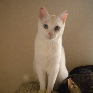 多頭飼育崩壊！一旦終了