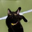 元気な黒猫くんです。(募集一時停止中)