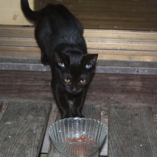 黒猫　生後３ヶ月　愛らしい女の子です