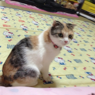 スコティッシュ ♀