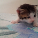 子猫の里親募集1