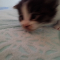 子猫の里親募集3