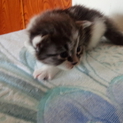 子猫の里親募集4