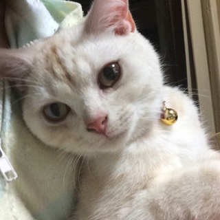 応募集中のため一時募集停止。