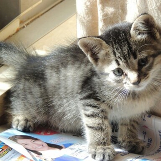 子猫　キジ　メス　3ヶ月の里親様になって下さい