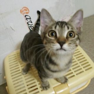 野良猫から生まれた子猫の里親募集（子猫C子）