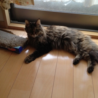 18歳のレディ、長毛種