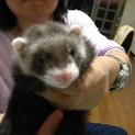 里親様決まりました。有難う御座いました。