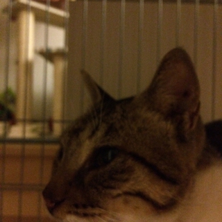 成猫の里親さん募集しています