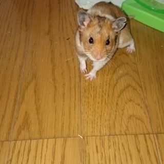 ゴールデンハムスター♂里親様募集